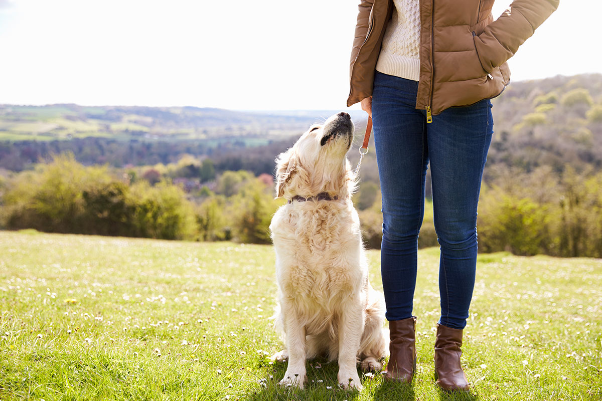 Close Up Of Golden Retriever On Walk in England