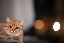 A larger orange cat sits on a piece of furniture