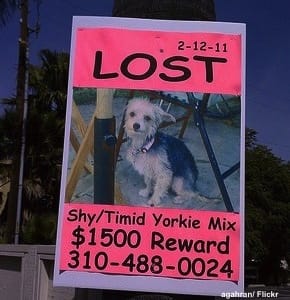 Pet Detective poster