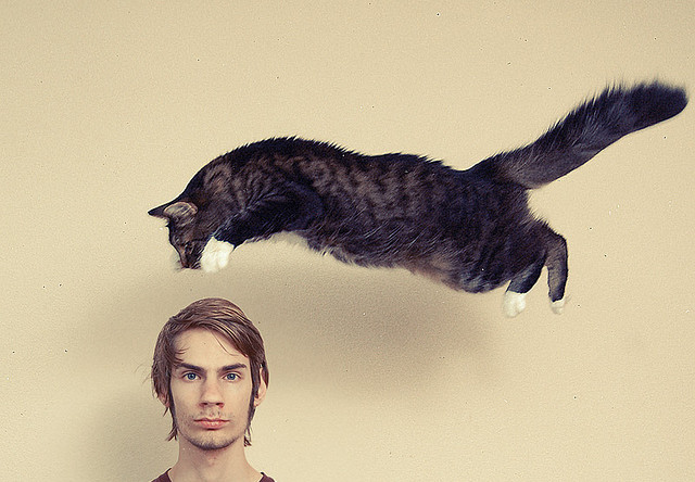 Image: Cat video