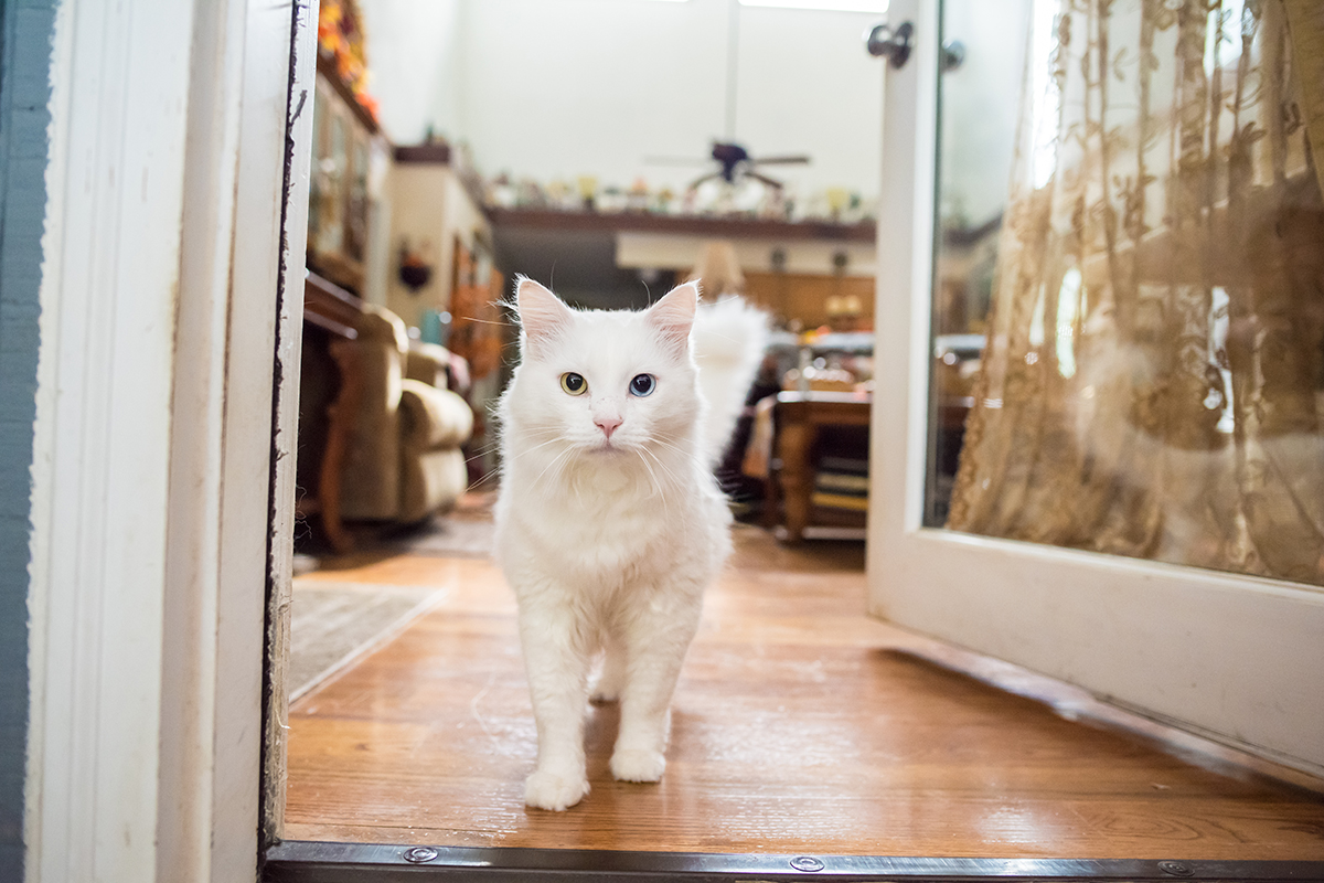 A white cat waits by the front door.