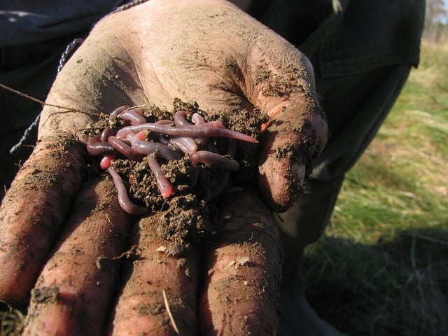 Don’t Mind Getting a Little Grubby? Collect Worms for Cash!