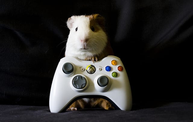 Image: Guinea pig