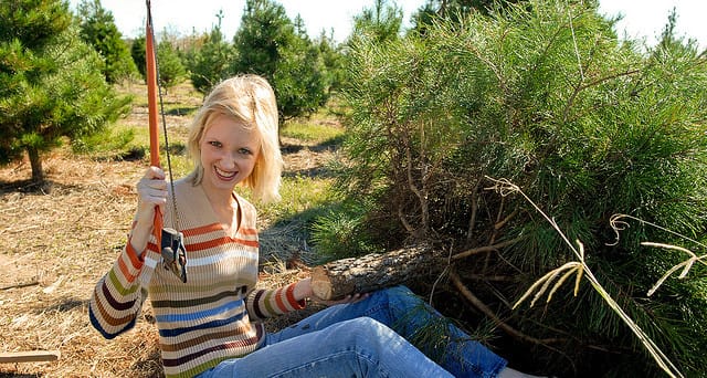 Cut your own Christmas tree