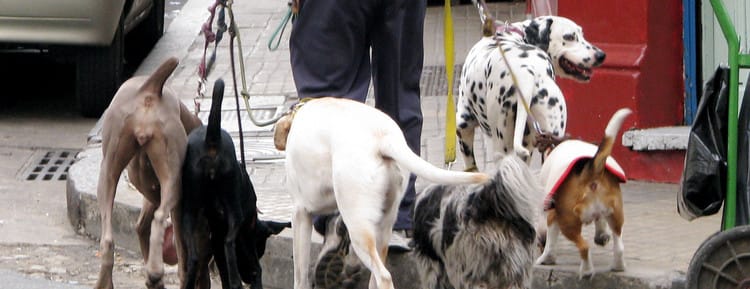 person walking dogs