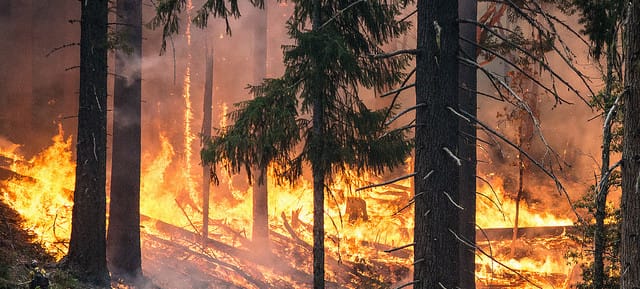 Make $40,000 in 6 Months Without a College Degree: Become a Forest Firefighter