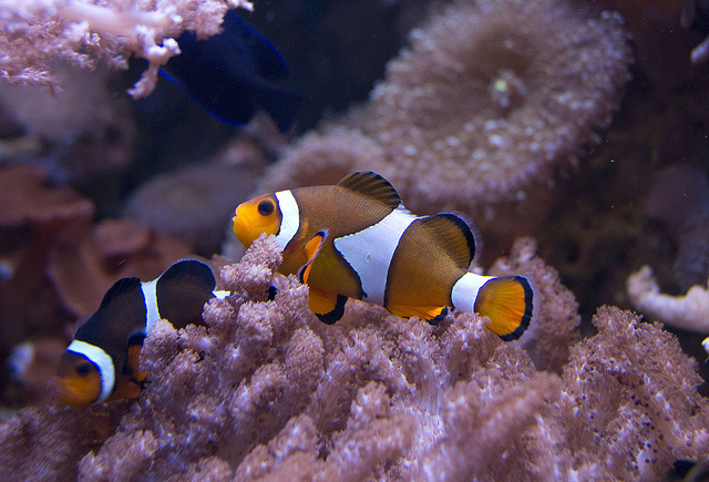fish veterinarian