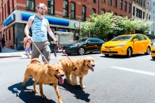 a man walking two dogs in new york city