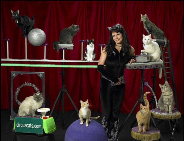 Acro-Cats