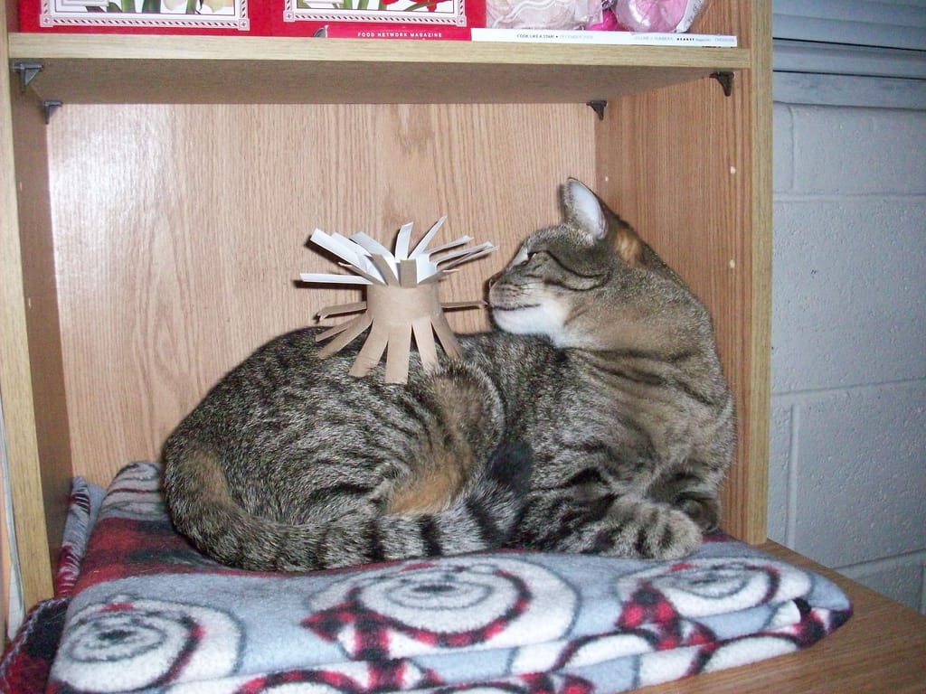 DIY cat toys