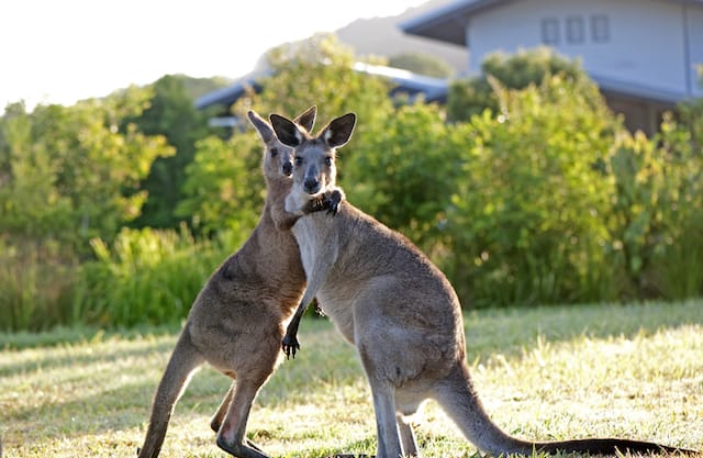 Need Another Reason to Love Australia? It’ll Help You Get Free Food Today