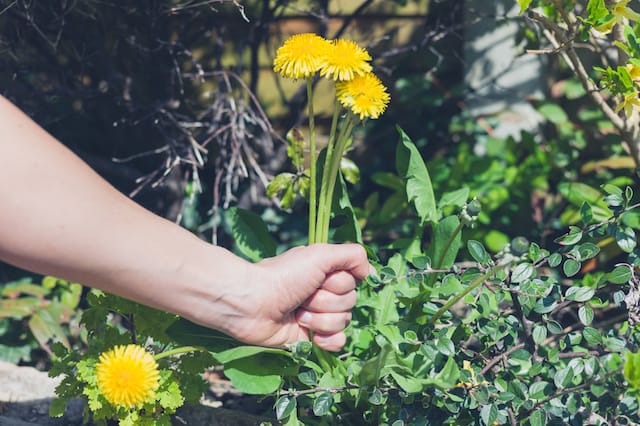 edible weeds