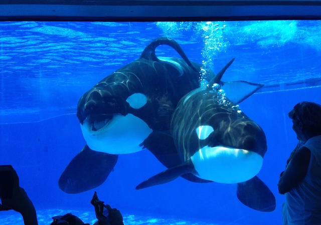 free seaworld ticket