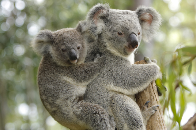 Eagles nest wildlife sanctuary