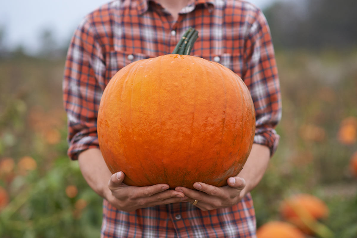A man holds a pumpkin at a pumpkin patch.