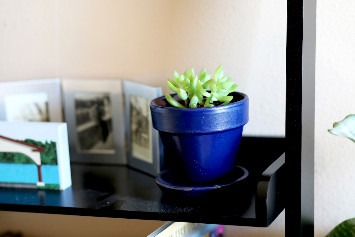 Houseplants
