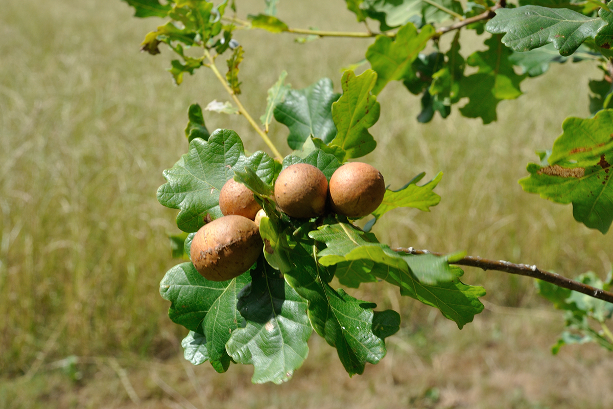 Oak galls on an oak tree.