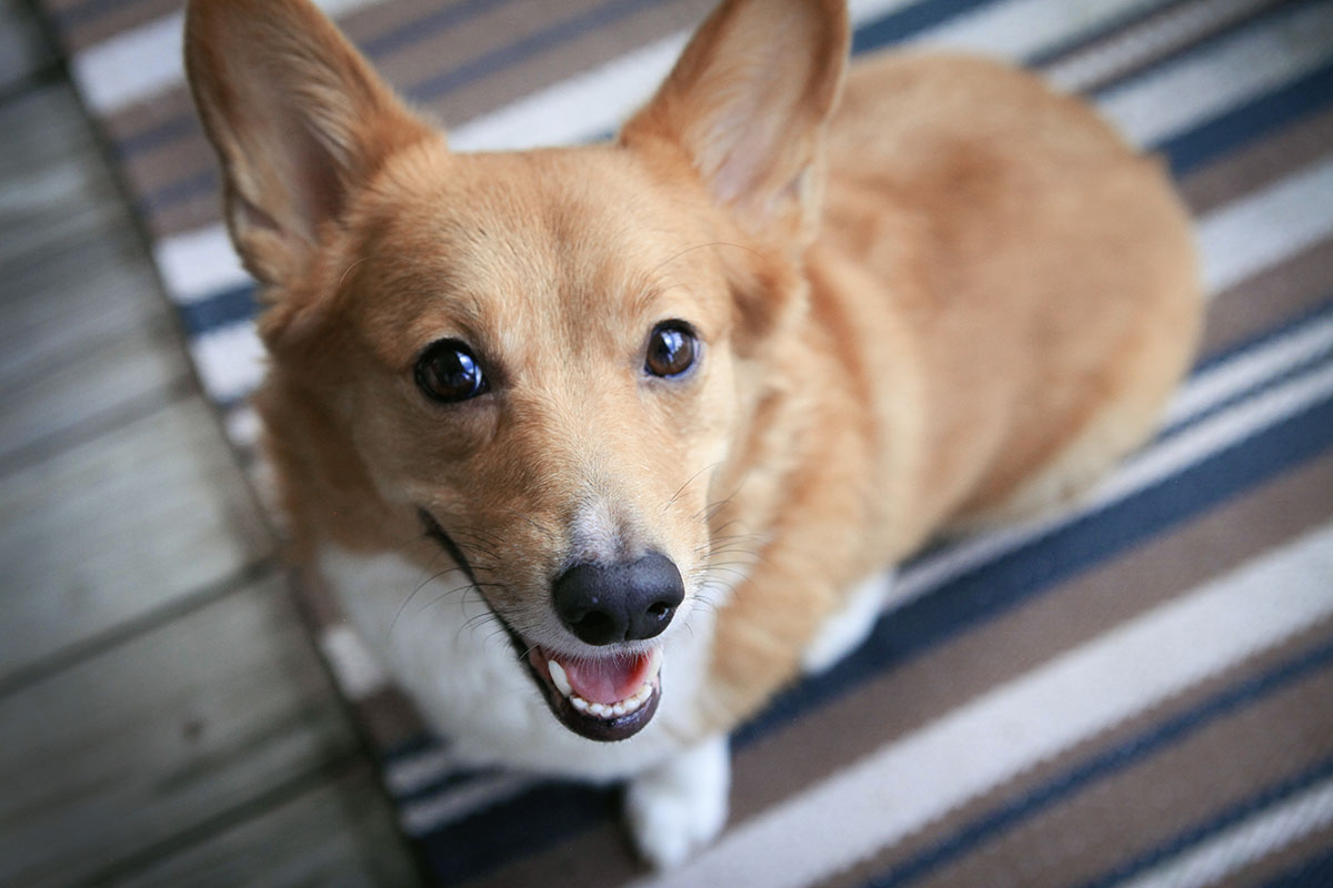 close up of corgi outdoors