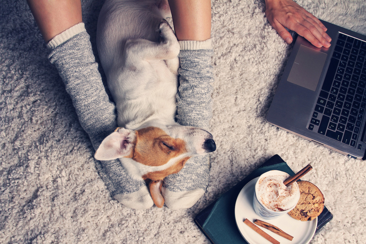Woman's legs and dog sleeping.