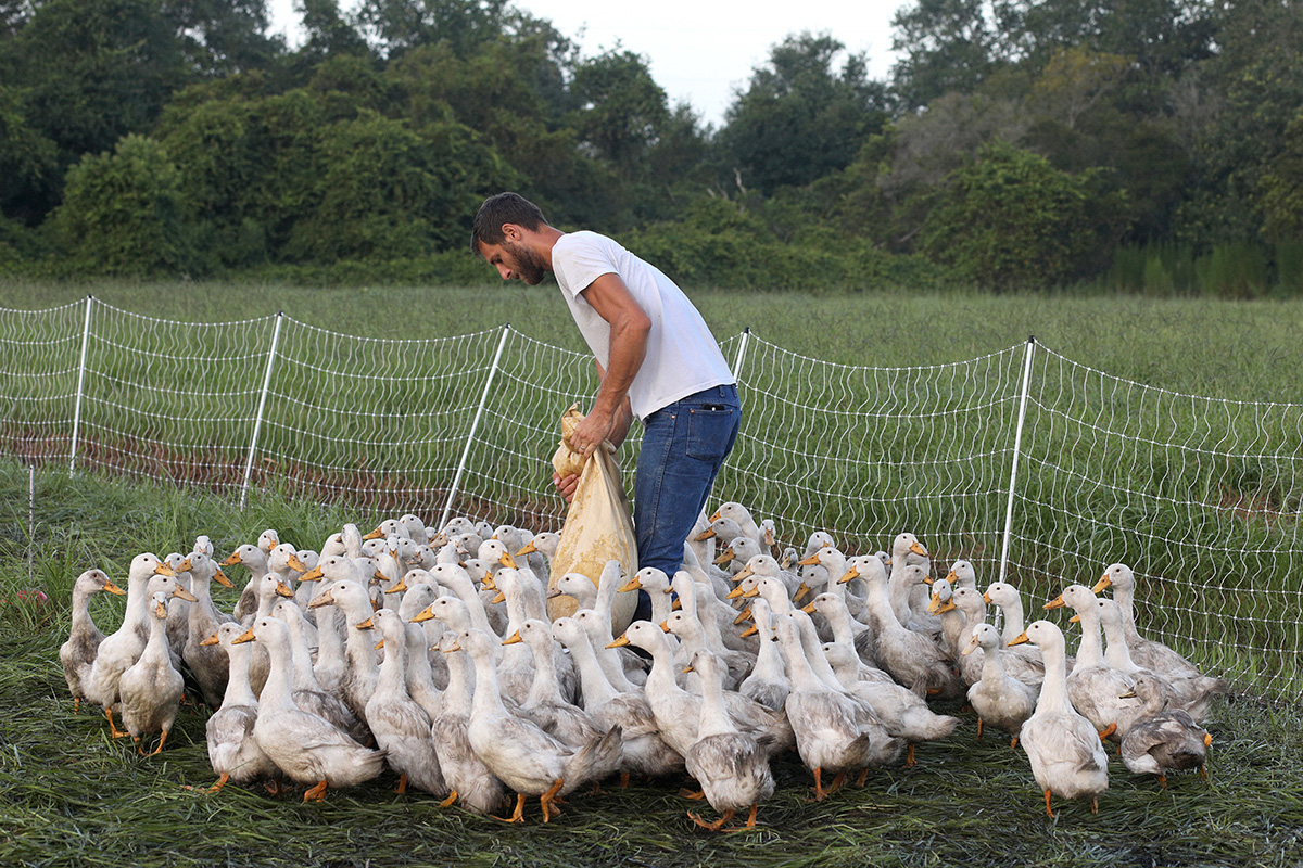 Farmer Tim Clarkson feeds the ducks on his farm in Sarasota, Fla.