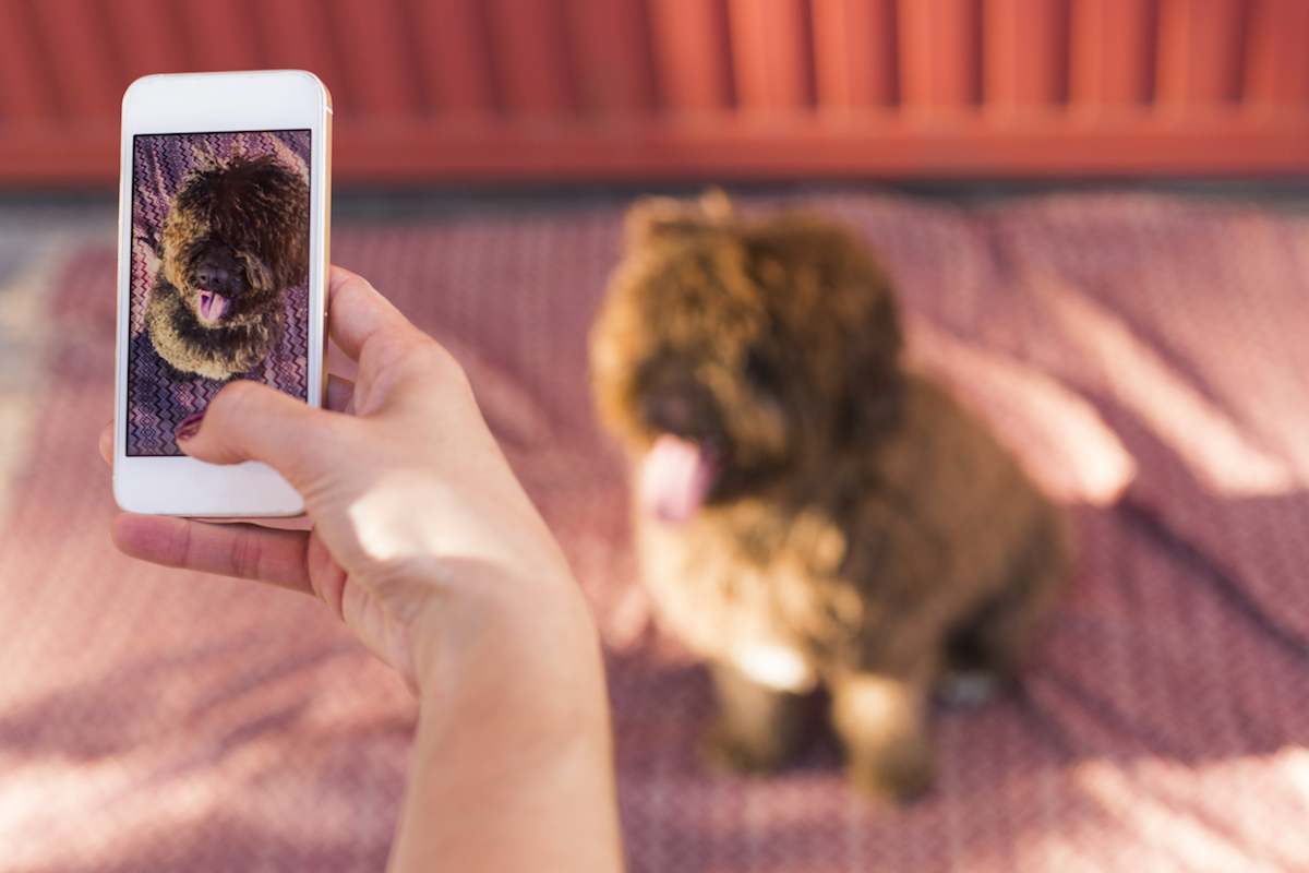 Woman hands with mobile smart phone taking a photo of Spanish water dog over red background.