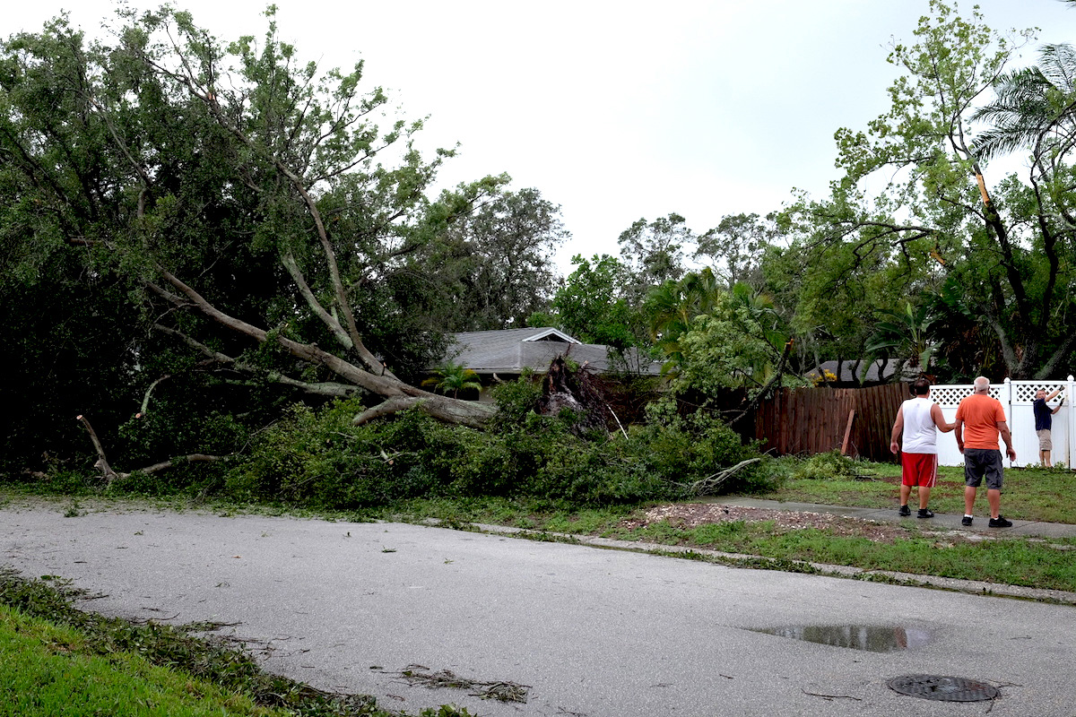 an uprooted tree in the road