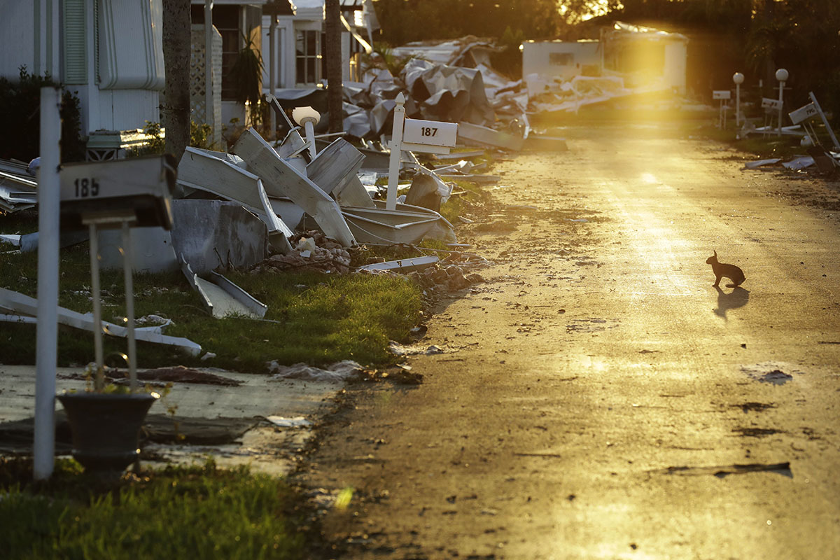 a rabbit standing in the road of A mobile home community littered with debris from Hurricane Irma in Naples, Florida