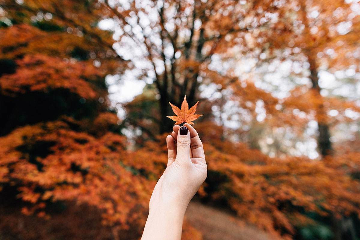 female hand holding up a red leaf surrounded by autumn colors