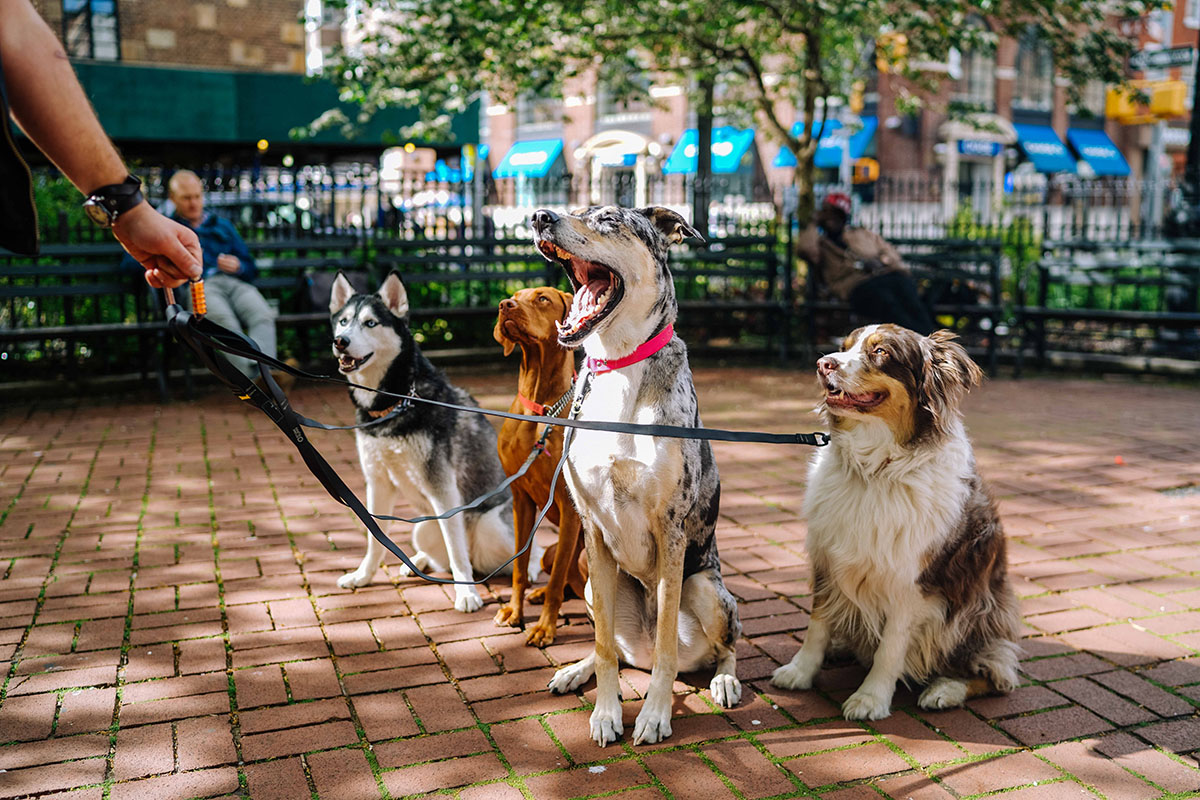 four dogs on a leash being walked outdoors