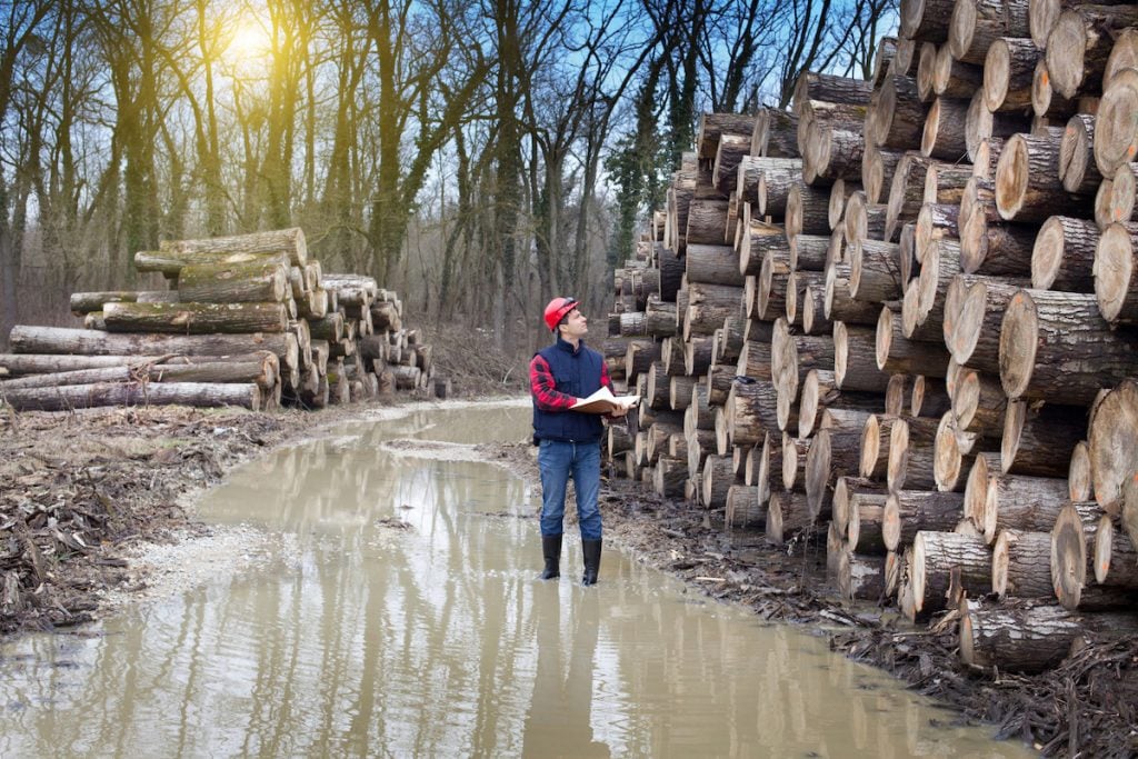 Why are Logging Jobs the Most Deadly in America?