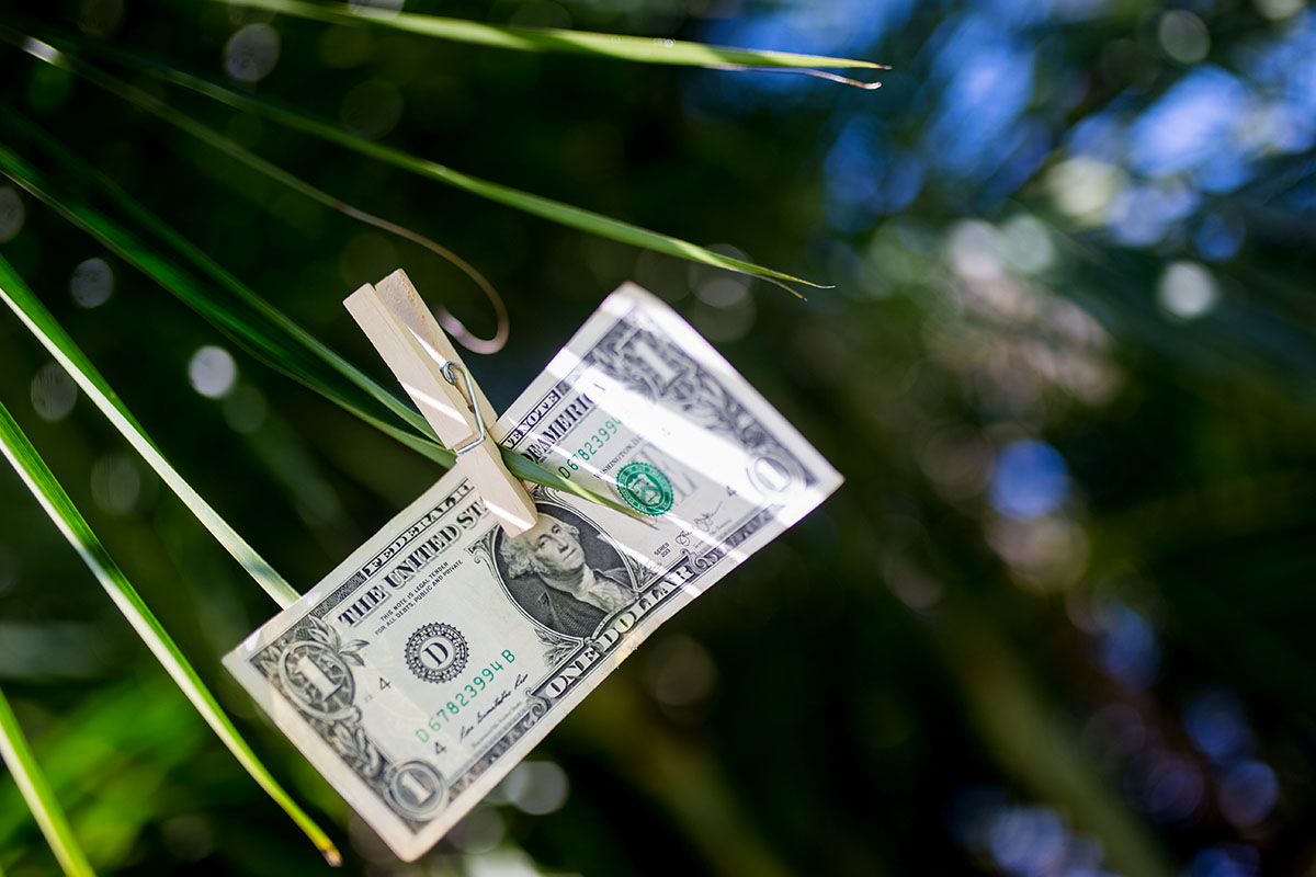 dollar bill hanging from palm tree leaves
