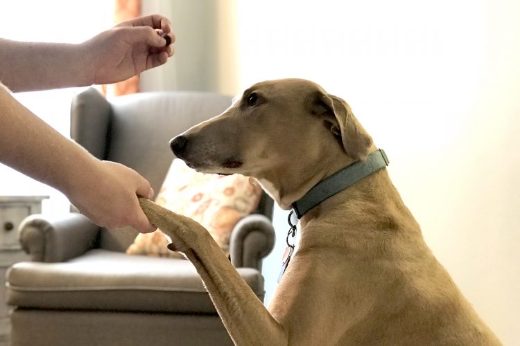 These DIY Slow Feeder Dog Bowls Could Prevent Canine Bloat
