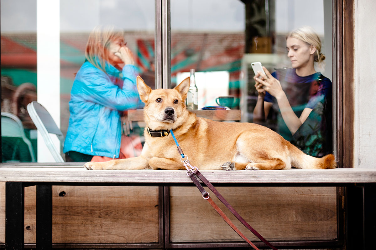 dog sitting on table with people in the background