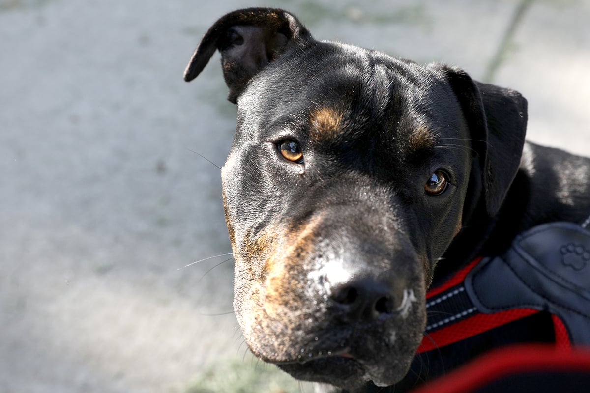 Wrigley the dog is taken for a walk by his owner, Kelly Smith.
