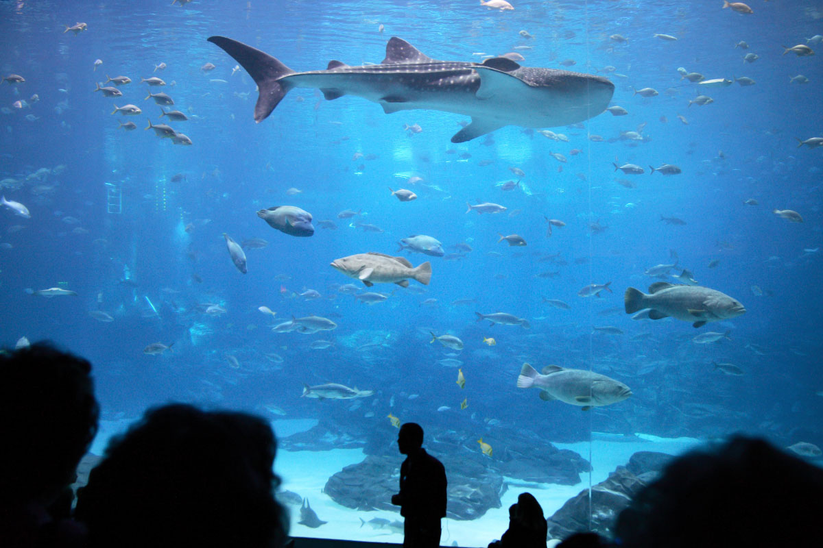 shark in Atlanta's aquarium