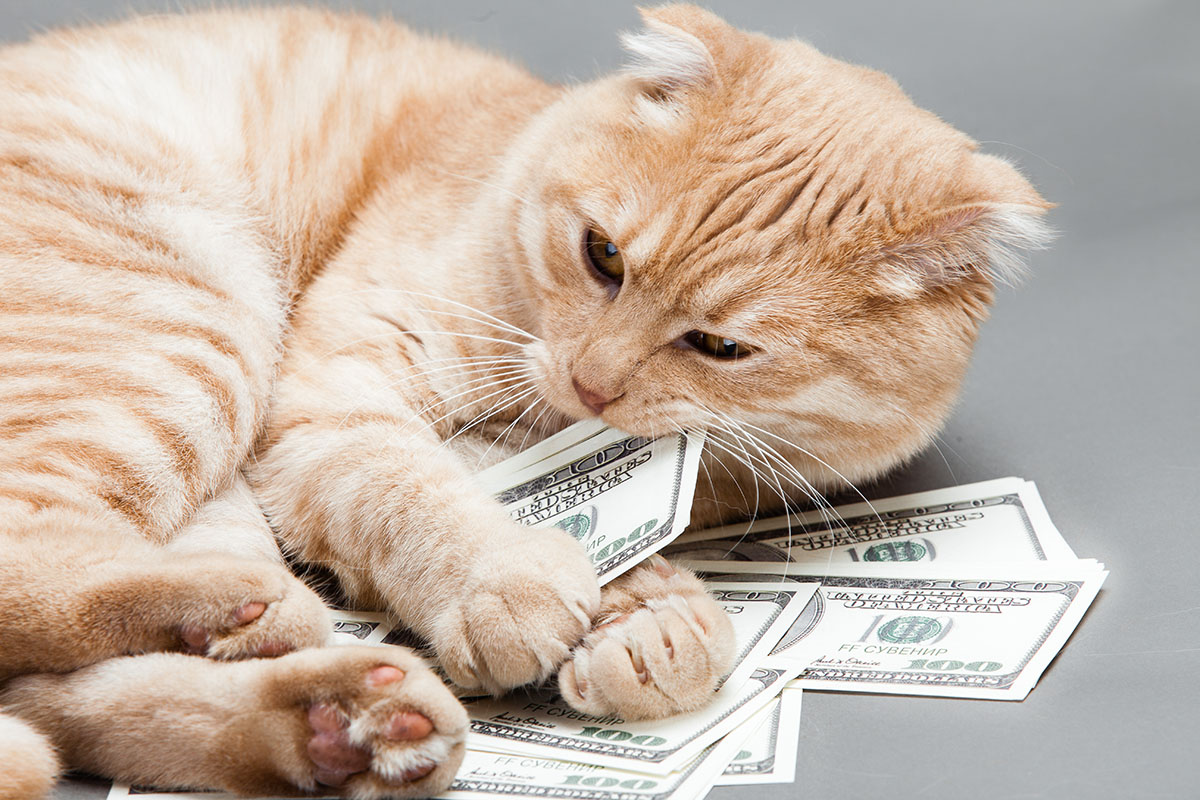 cat chewing hundred dollar bills