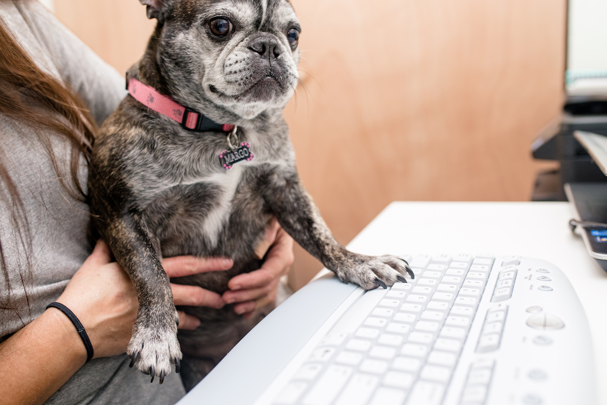 a dog typing on the computer