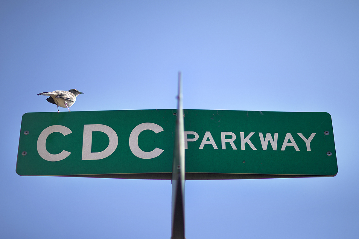 A bird sits on a street sign marking the entrance to the federal Centers for Disease Control and Prevention, Tuesday, Oct. 8, 2013, in Atlanta.