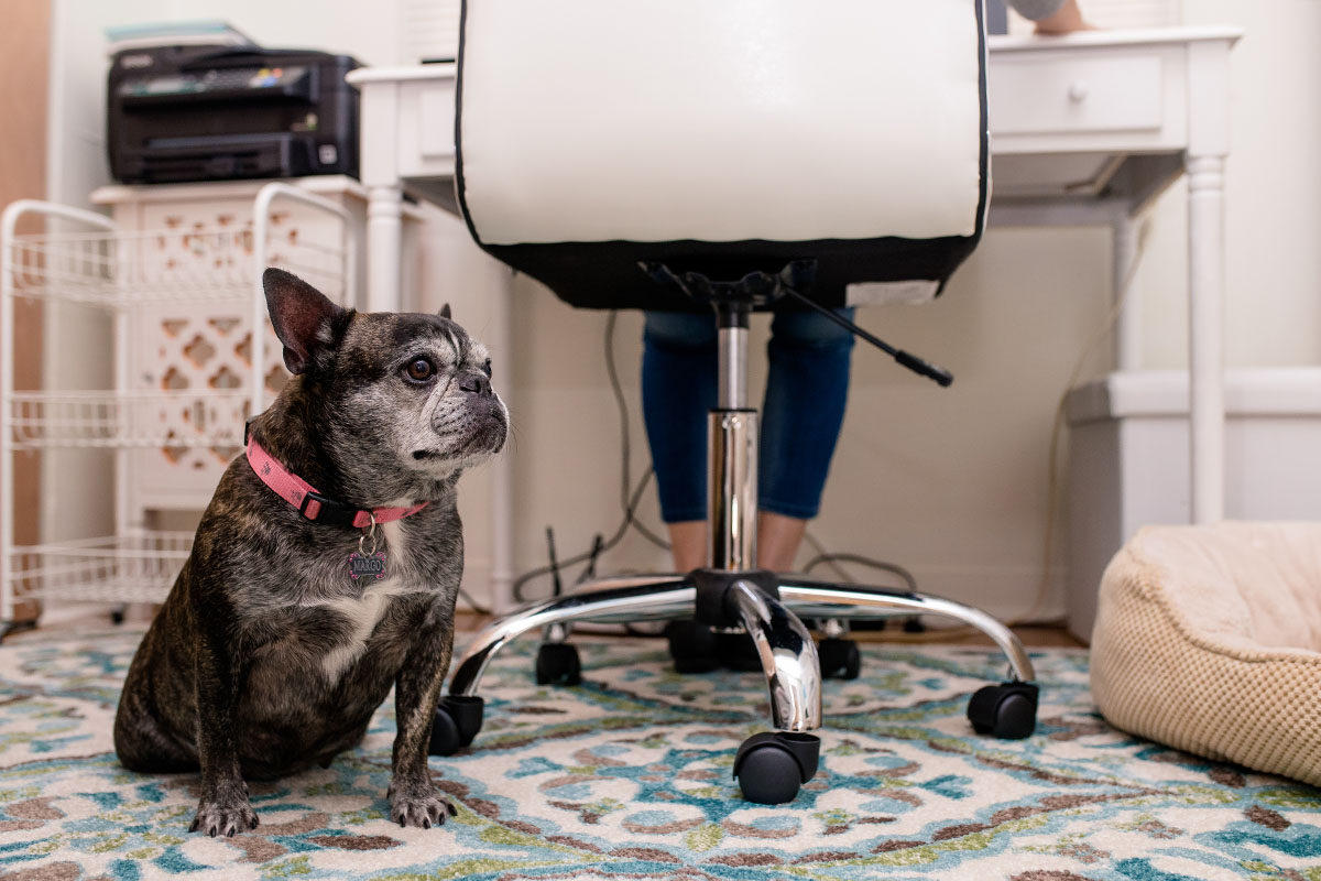 dog sitting in an office with woman working at desk
