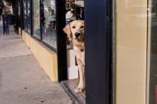 Bella, the 1 year old golden retriever is mascot to DGallerie