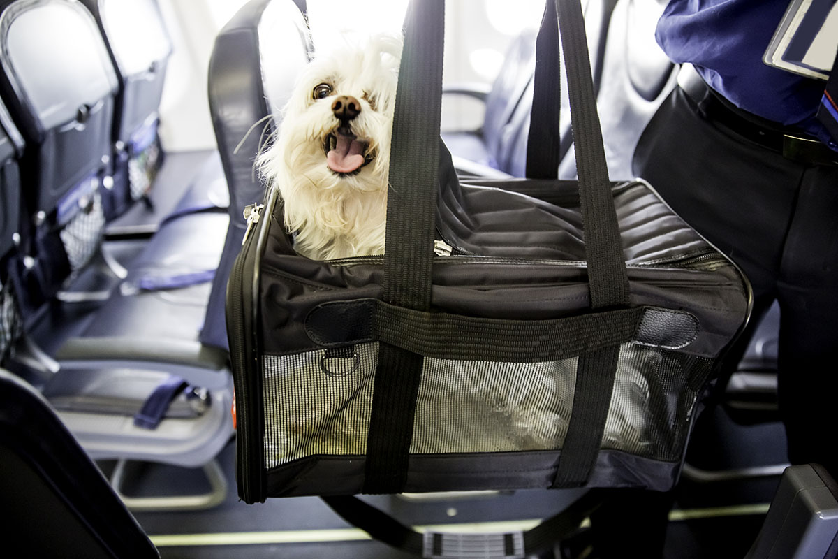 Small dog is sticking his head out of a pet carrier as he boards an airplane.