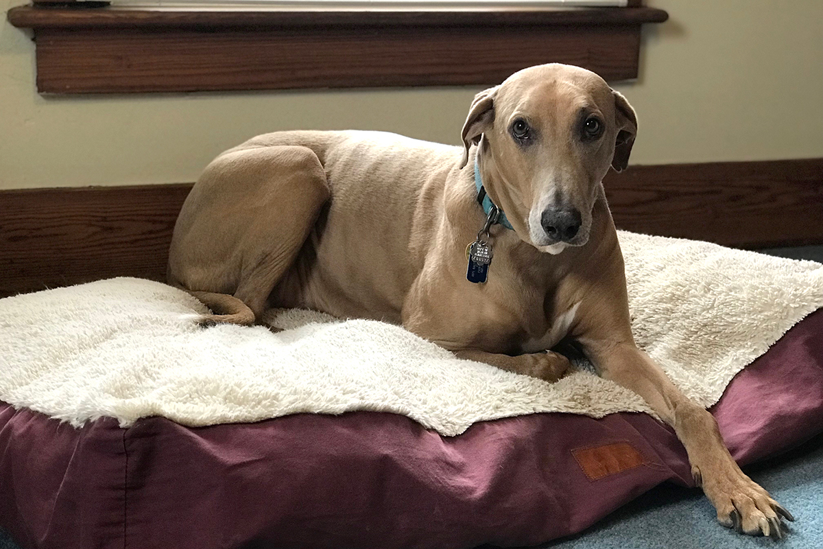 dog sitting on a dog bed
