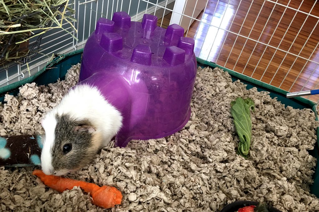 Here’s How to Save on Supplies for Your Guinea Pigs