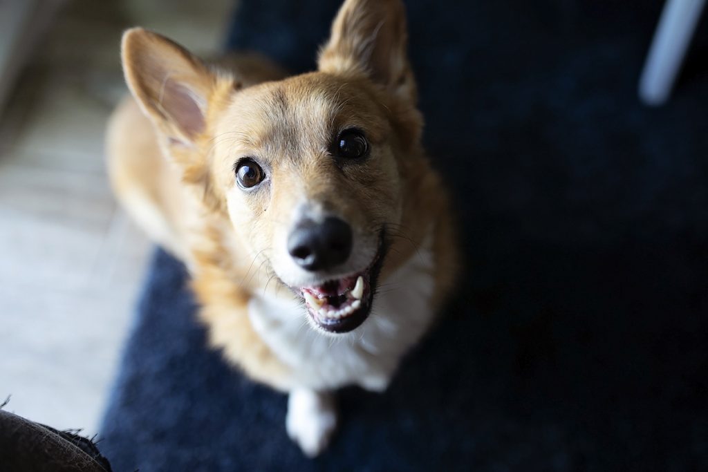 A dog smiles as he looks into the camera.