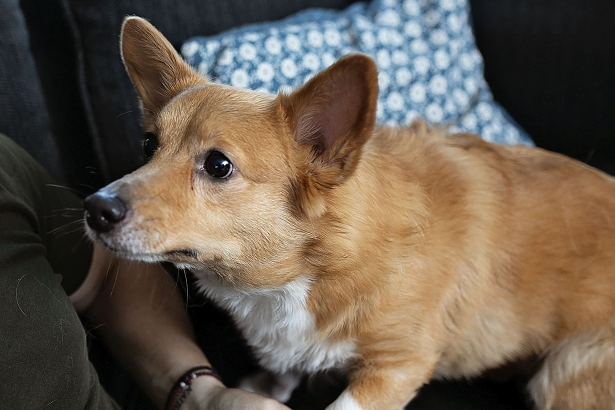 dog on the couch with man