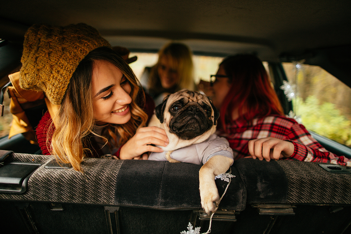 Friends on a road trip with their dog