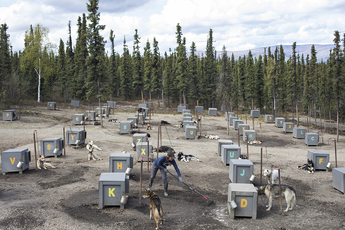 A woman cleans up a dog yard full of sled dogs.