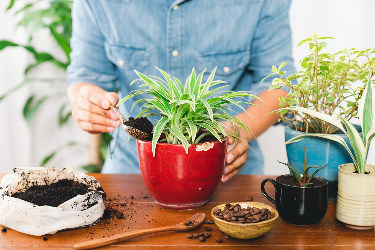 A woman uses used coffee grounds as fertilizer for an indoor houseplant. 