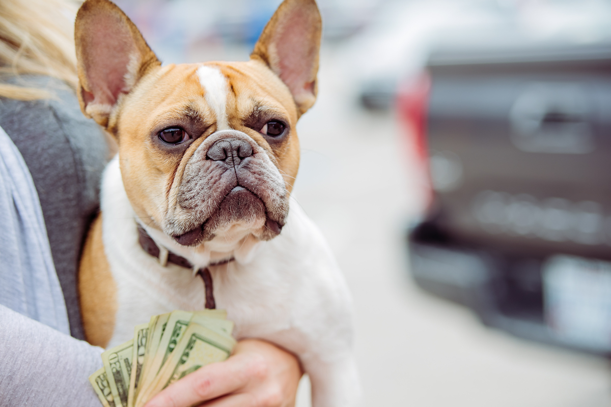 A women and her dog get some shopping done.