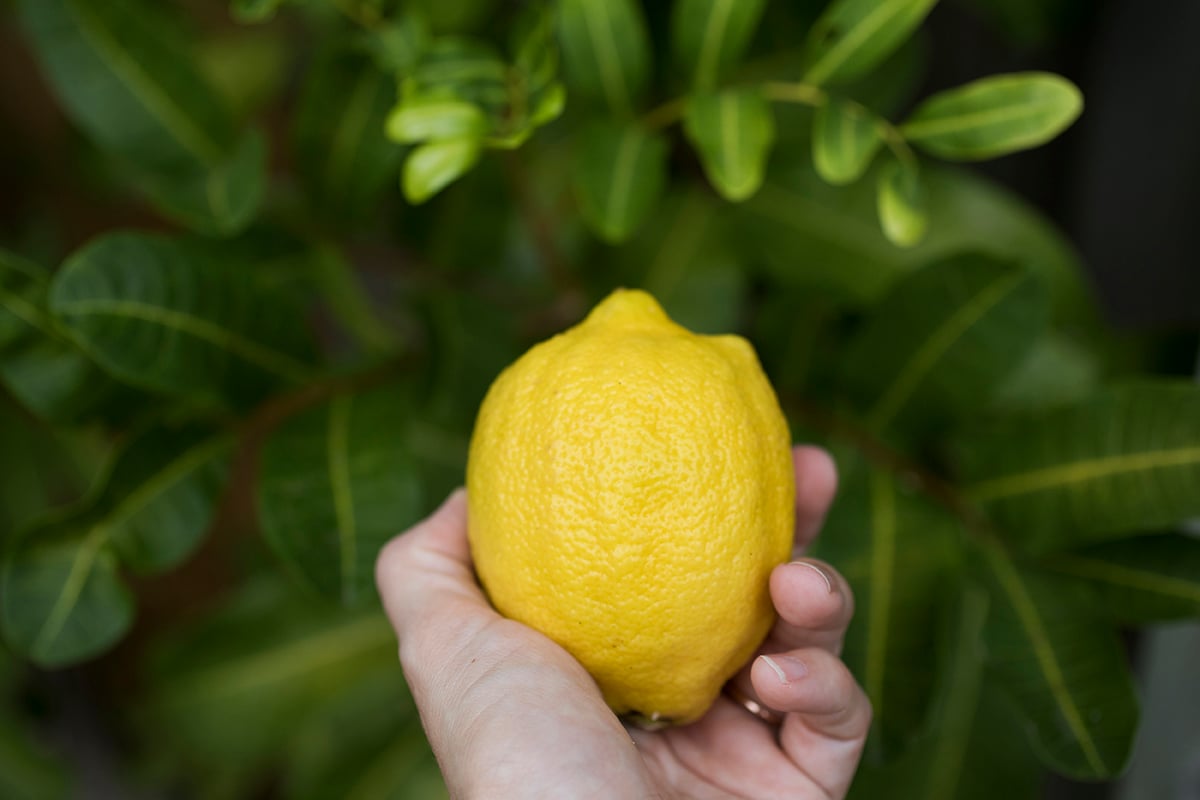 A person holds a lemon outside near a plant.